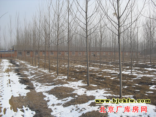 顺义区林木镇厂库房出租 1