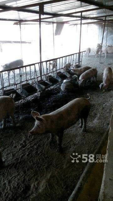 �е���˫�����ⷿ�������