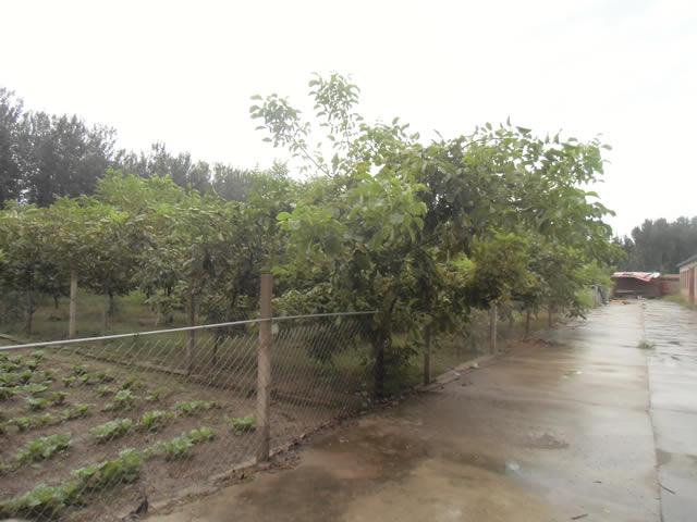 顺义区杨镇厂库房出租 3